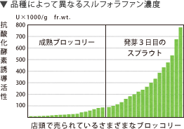 品種による異なるスルフォラファン濃度