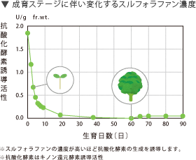 成長ステージに伴い変化するスルフォラファン濃度