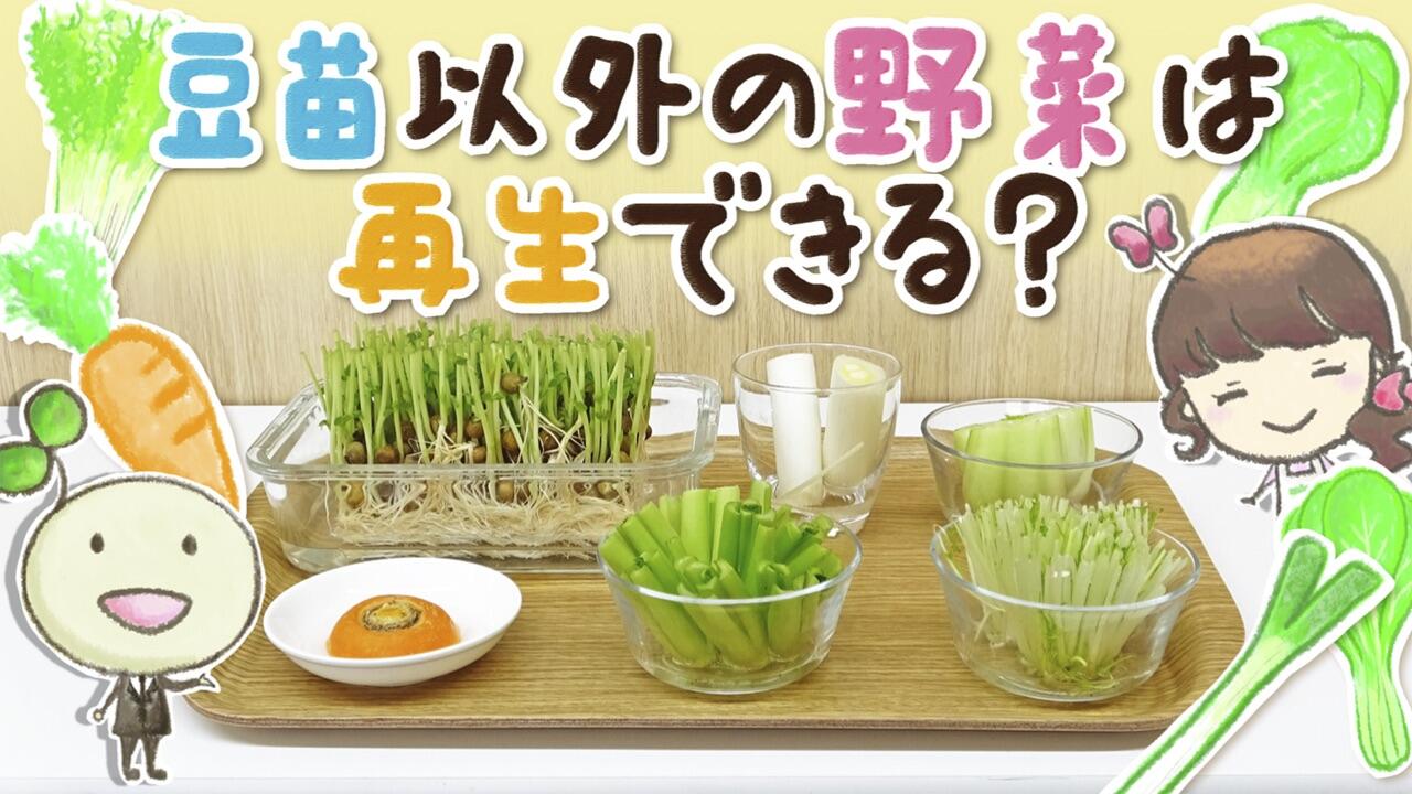3．動画例_豆苗以外の野菜は再生できる？.jpg